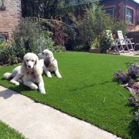 Grass Carpet Nolic, Arizona Gardeners, Grass for Dogs