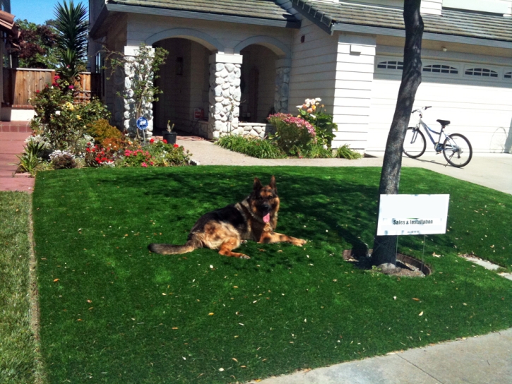 Artificial Grass Installation Black Canyon City, Arizona Watch Dogs, Front Yard Ideas