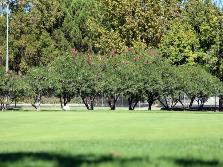 Artificial Lawn Tat Momoli, Arizona Landscaping