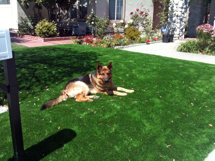 Artificial Turf Installation San Manuel, Arizona Dog Hospital, Dogs Runs