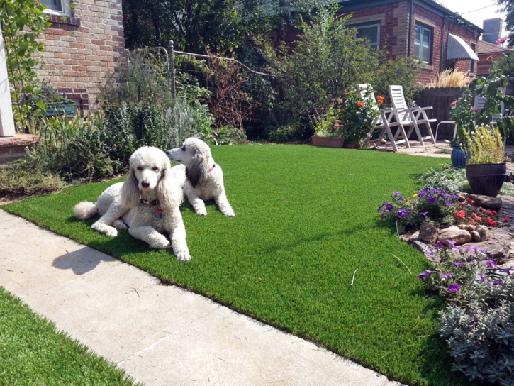 Grass Carpet Nolic, Arizona Gardeners, Grass for Dogs